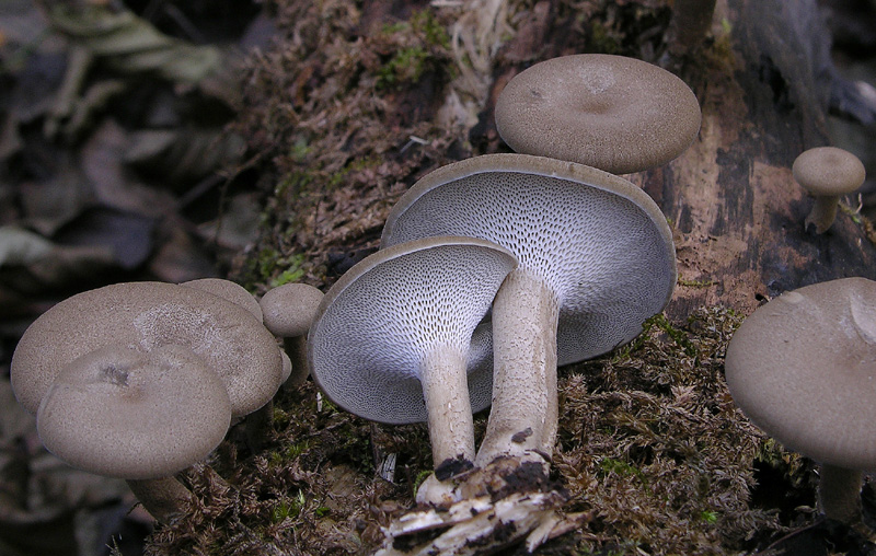 Un fosso......e una marea di funghi.(parte 2)